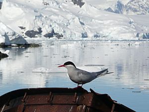 Sterna vittata - Antarctica I.jpg