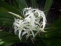 Swamp Lily flower