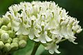 Swamp Milkweed Asclepias incarnata 'Ice Ballet' Flowers