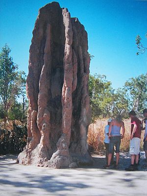 Termite mound NT