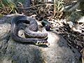 Thamnophis eques1