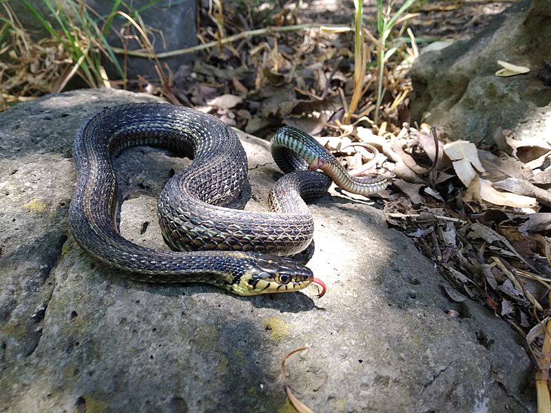 Thamnophis eques1