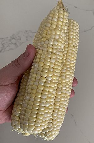 Three ears of Silver N Gold Sweet Corn