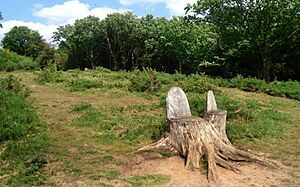 Tree Stump Seats (geograph 2427647)