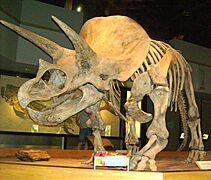 TriceratopsTyrrellMuseum1