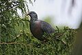 Trocaz Piegon shot (2)