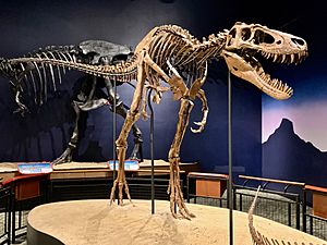 Tyrannosaurus Rex Jane