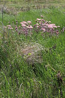 Western Meadowlark Nest (14441185311)