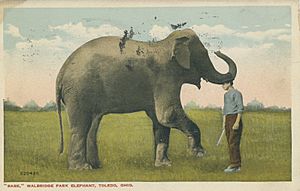 "Babe", Walbridge Park elephant, Toledo, Ohio - DPLA - 6777c0761ba2881404729e3cc9593207 (page 1)