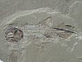 †Phanerosteon phonax Carboniferous Bear Gulch