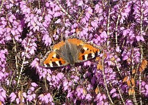 A small tortoiseshell on common heather.
