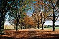 Abington-Park