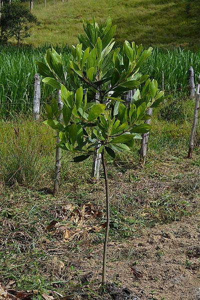 Acácia Mangium - Sítio Caramonã