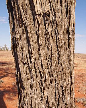 Acacia peuce bark