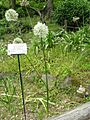 Allium stipitatum 'Mt Everest'1