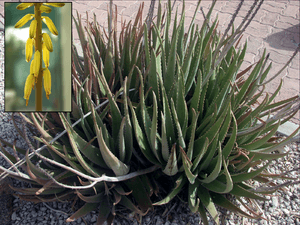 Aloe vera flower inset