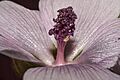 Althaea.officinalis.11
