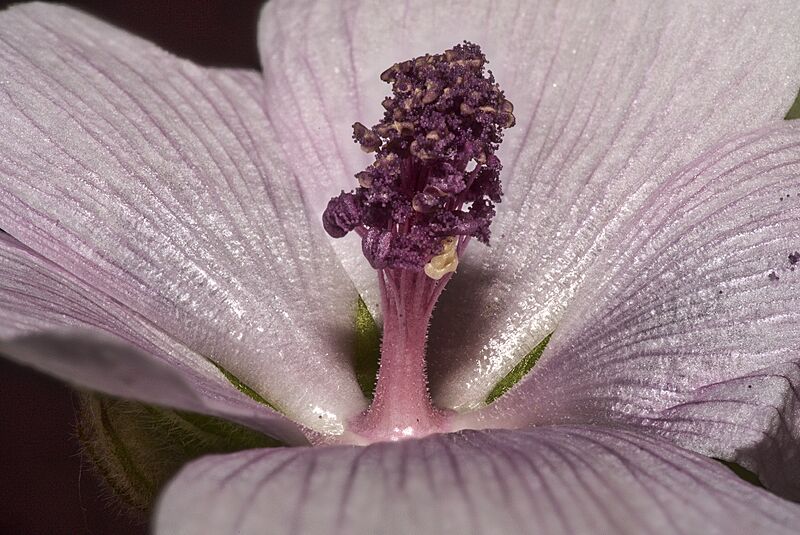 Althaea.officinalis.11