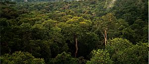 Amazon Manaus forest