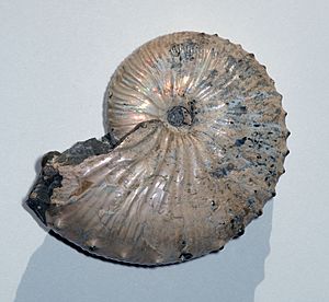 Ammonite Jeletzkytes