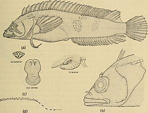Annals of the South African Museum = Annale van die Suid-Afrikaanse Museum (1969) (18415079455).jpg