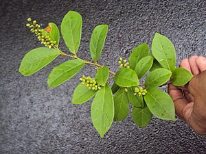 Antidesma acidum at Periya 2014 (7)