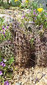 Fendler's Hedgehog Cactus. Echinocereus fendleri