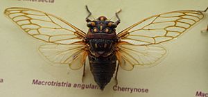 AustralianMuseum cicada specimen 31
