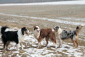 Australian Shepherd Black Tri, Red Tri, Blue Merle