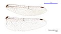 Austrocordulia leonardi male wings (34248505573) (2)