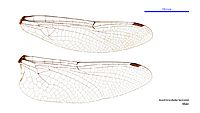 Austrocordulia leonardi male wings (34248505573) (2)