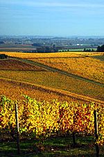 Autumn in the Vineyards (Yamhill County, Oregon scenic images) (yamDA0042)