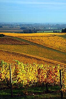 Autumn in the Vineyards (Yamhill County, Oregon scenic images) (yamDA0042)