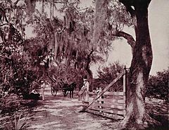 Avenue of Moss-Covered Oaks, Near Ormond, Florida