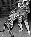 Bali Tiger Ringling Bros 1914