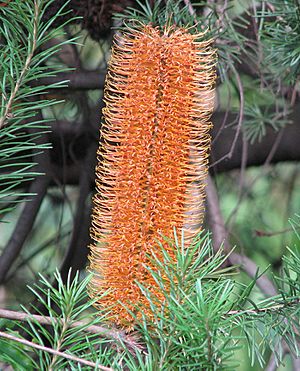Banksia Giant Candles.jpg