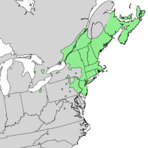 Betula populifolia range map 2.png