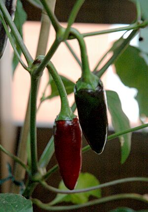 C annuum black hungarian fruits