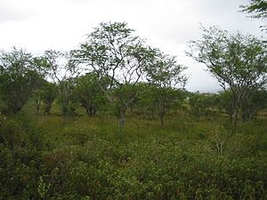 Caatinga