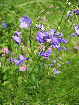Campanula rotondifolia
