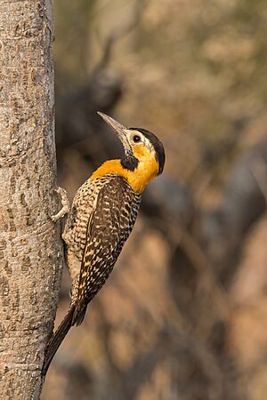 Campo flicker (Colaptes campestris) female.JPG