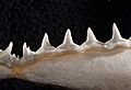 Carcharhinus albimarginatus lower teeth