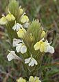 Castillejarubicundula