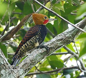 Celeus torquatus - Ringed woodpecker (male).jpg