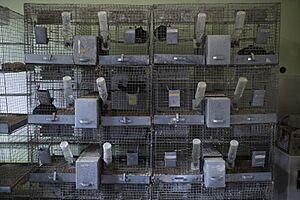 Chinchilla breeding in Ukraine (48044233852)