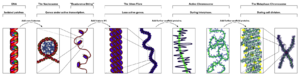 Chromatin Structures