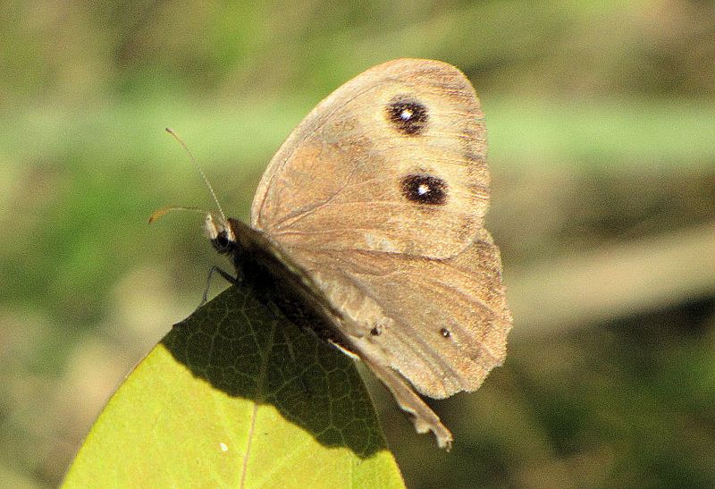 Common Wood Nymph, dorsal