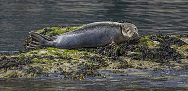 Common seal (Phoca vitulina) juvenile