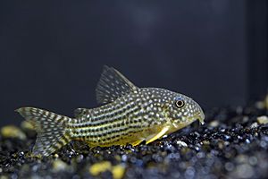 Corydoras Sterbai.jpg