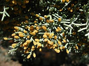 Cupressus glabra pollen cones.JPG